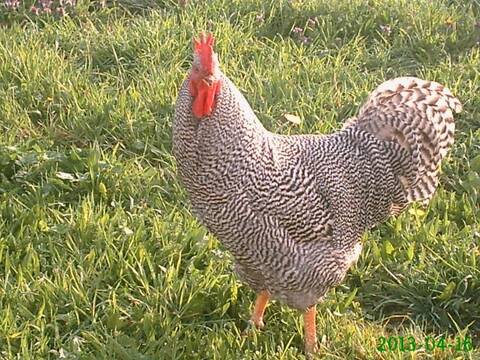 Live Chicken