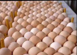 Eggs