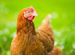 Healthy Chicken