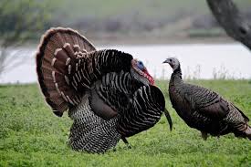 Turkeys